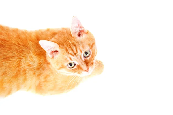 床に横たわってかわいい生姜猫. — ストック写真