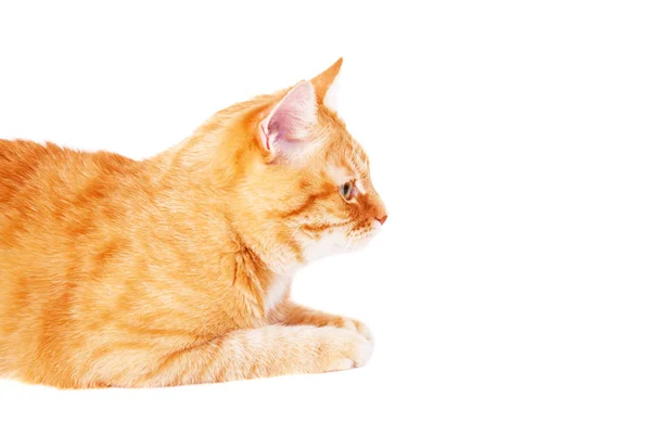 床に横たわってかわいい生姜猫. — ストック写真