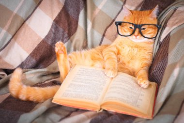 Kırmızı kedi kanepede kitap ile yalan gözlük