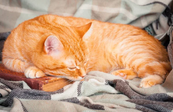 Lindo gato rojo durmiendo en un viejo libro . — Foto de Stock