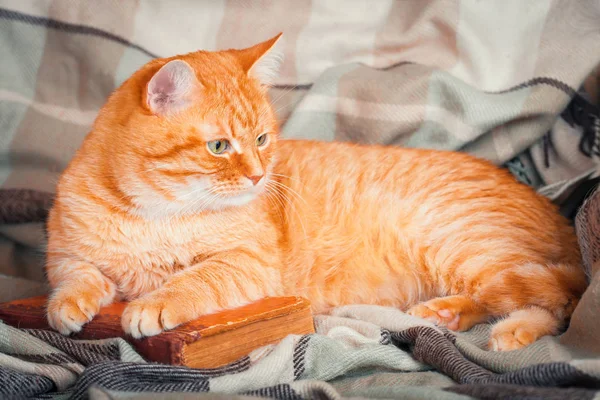 Een mooie redcat liggend op een oud boek. — Stockfoto