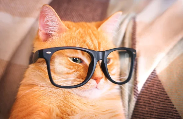 Chat rouge mignon avec lunettes gros plan . — Photo