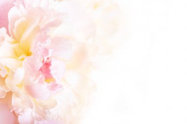 Narin bir çiçek açan Şakayık taçyapraklarını ile muhteşem bir çiçek arka plan.