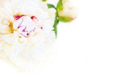 Narin bir çiçek açan Şakayık taçyapraklarını ile muhteşem bir çiçek arka plan.