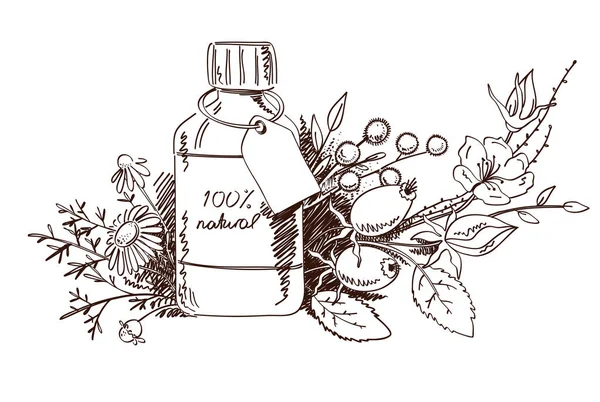 Projeto vetorial com ervas desenhadas à mão e ilustração de cosméticos isolados em branco. Plantas orgânicas esboço fundo. Ingredientes naturais cosméticos . — Vetor de Stock