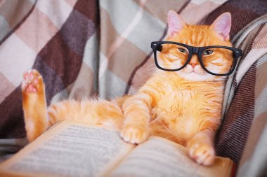 Kırmızı kedi kanepede kitap ile yalan gözlük