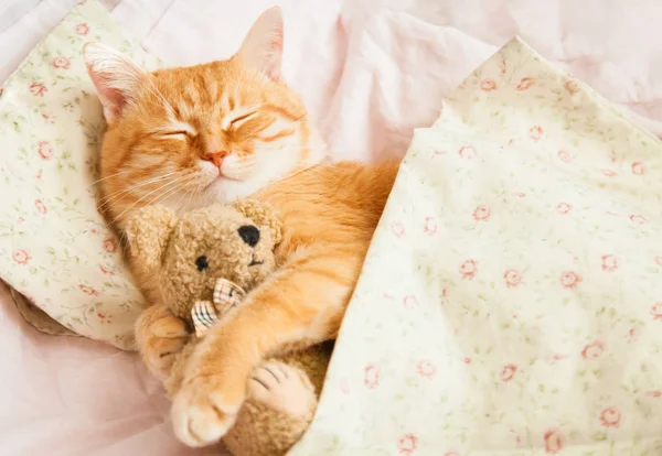 침대에 귀여운 빨간 잠자는 고양이. — 스톡 사진