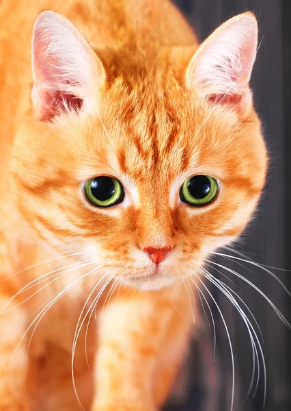 Red cat with big green eyes in studio. — Stock Photo, Image