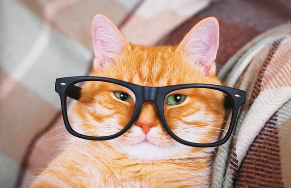 Chat rouge mignon avec lunettes gros plan . — Photo