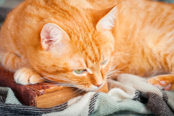 Una hermosa gata roja acostada en un viejo libro . — Foto de Stock