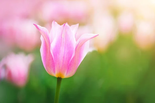 Lila Tulpe auf dem Hintergrund von grünem Gras in Nahaufnahme. — Stockfoto