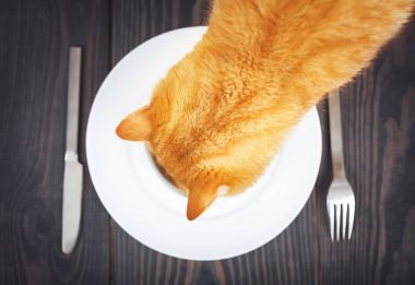 Aç kedi yiyecek bir tabak içinde arıyor.