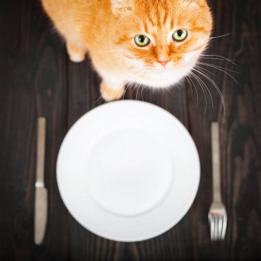 Aç kedi bir boş tabak ve çatal bıçak takımı.