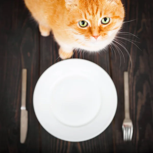 Hungry cat near an empty plate and cutlery.