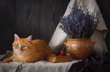 Güzel bir natürmort bir kedi ve lavanta bir tabloda bir buket ile.
