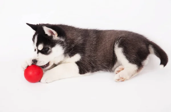 Siberian husky, grający z piłką. — Zdjęcie stockowe