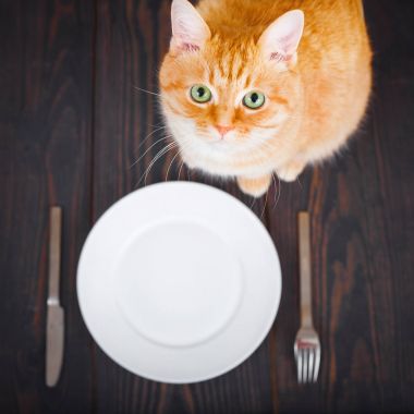 Aç kedi bir boş tabak ve çatal bıçak takımı.