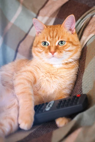 Un gato doméstico sentado con un mando a distancia en sus patas . — Foto de Stock