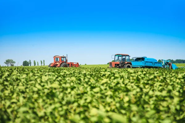 Agricultural machines in a soy field in a sunny summer day.