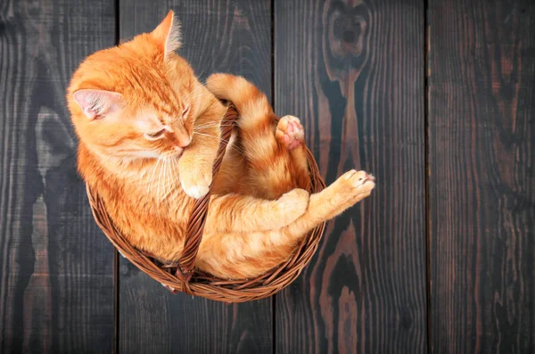 Roztomilá červená kočka sedí v koši. — Stock fotografie