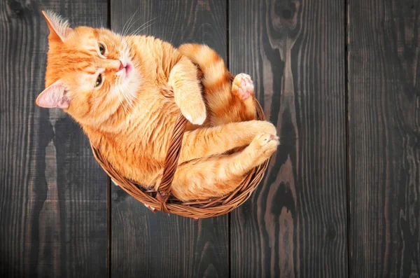 Gato vermelho bonito sentado em uma cesta . — Fotografia de Stock