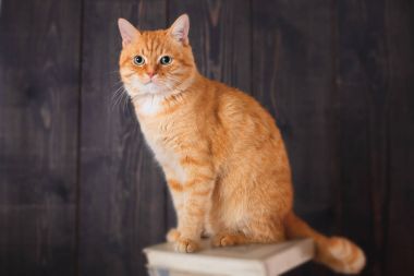 Kedi bakılması, stüdyoda kitap üzerinde oturuyor.