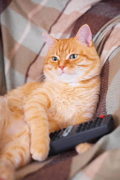 Un gato doméstico sentado con un mando a distancia en sus patas . — Foto de Stock