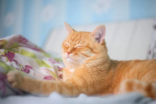 Red cat lying on the bad — Stock Photo, Image