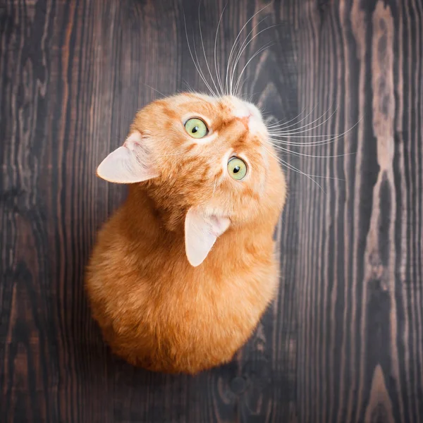 木製の背景の上に座って見上げる猫 — ストック写真
