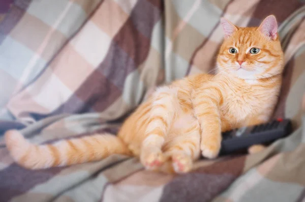 Un gato doméstico sentado con un mando a distancia en sus patas . — Foto de Stock