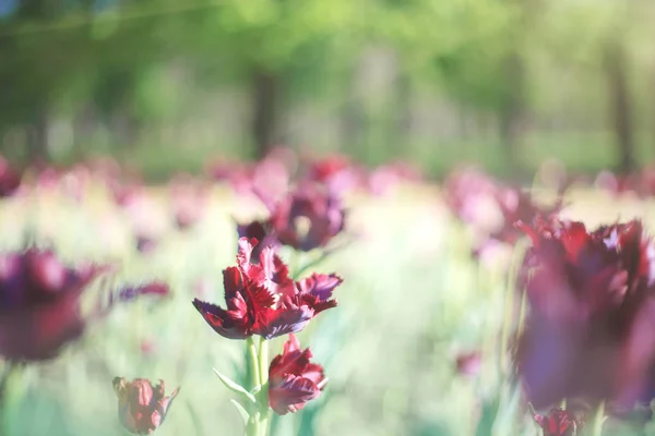 Lila Tulpe Auf Dem Hintergrund Von Grünem Gras Nahaufnahme Sonnigen — Stockfoto