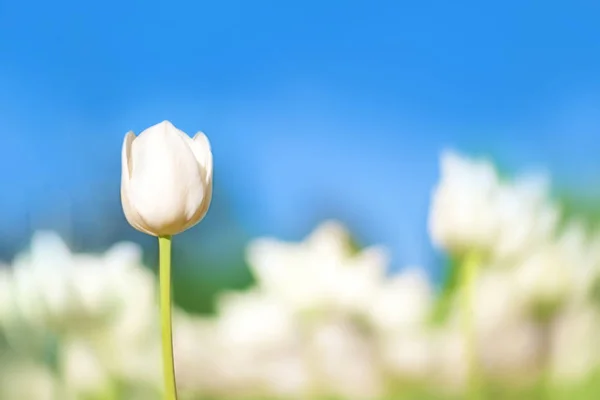 Weiße Tulpen auf dem Hintergrund von grünem Gras in Nahaufnahme. — Stockfoto