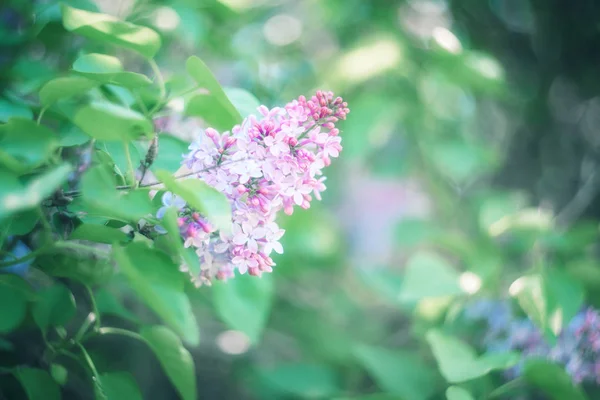 Ramo verde con fiori lilla primaverili. — Foto Stock