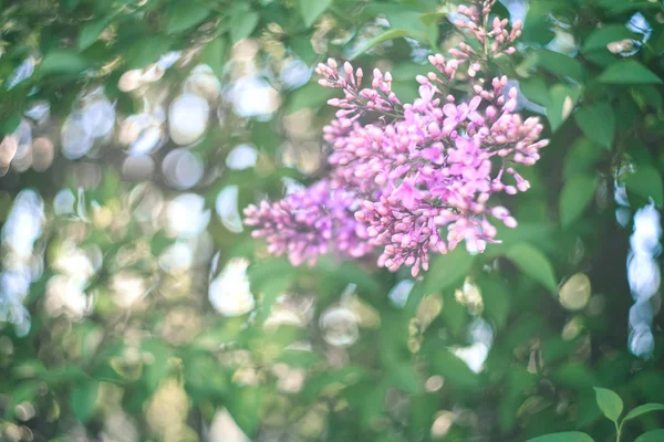 Ramo verde con fiori lilla primaverili. — Foto Stock