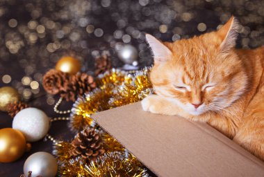 Kırmızı ev kedisi, içinde Noel süsleri olan bir kutuda uyuyor. Yeni yıl ve Noel tatili kavramı.