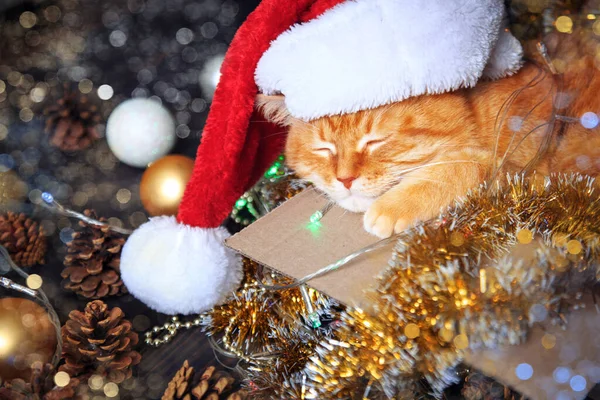 Strona główna czerwony kot śpi w pudełku z dekoracjami świątecznymi. Koncepcja Nowego Roku i świąt Bożego Narodzenia. — Zdjęcie stockowe