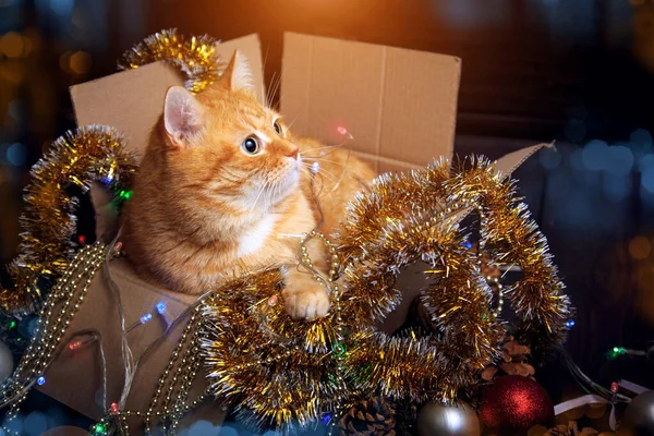 Czerwony kot w pudełku z dekoracjami świątecznymi. Pojęcie ferii zimowych. — Zdjęcie stockowe