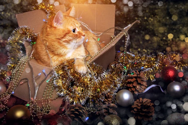 Chat rouge dans une boîte avec décorations de Noël. Concept des vacances d'hiver . — Photo