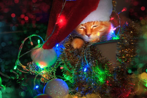 Красная кошка спит в коробке с рождественскими украшениями. Концепция новогодних и рождественских праздников . — стоковое фото