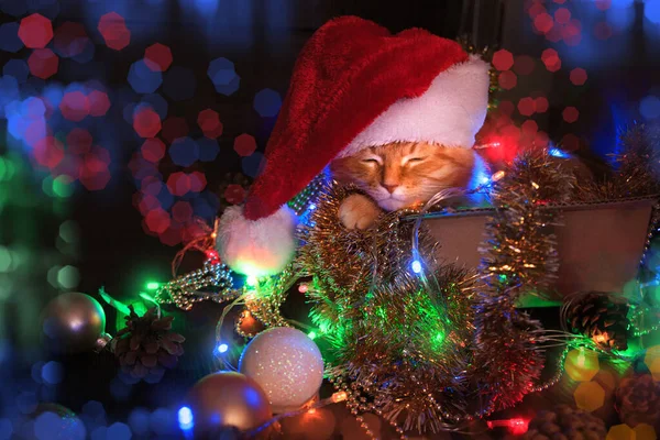 Zuhause schläft die rote Katze in einem Karton mit Weihnachtsdekoration. das Konzept der Neujahrs- und Weihnachtsfeiertage. — Stockfoto