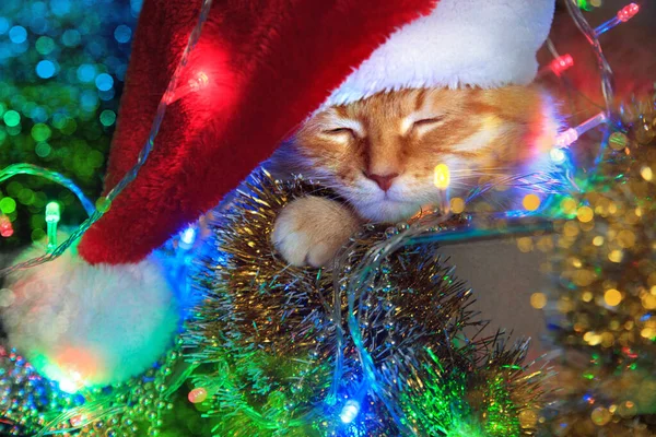 Inicio gato rojo duerme en una caja con decoraciones navideñas. El concepto de Año Nuevo y vacaciones de Navidad . — Foto de Stock