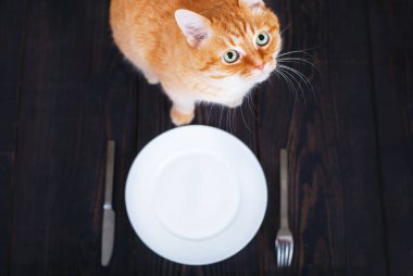 Boş tabak ve çatal bıçak yanında bir kedi..