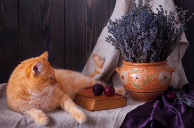 Masada bir kitap ve bir demet lavantanın yanında yatan kedi..