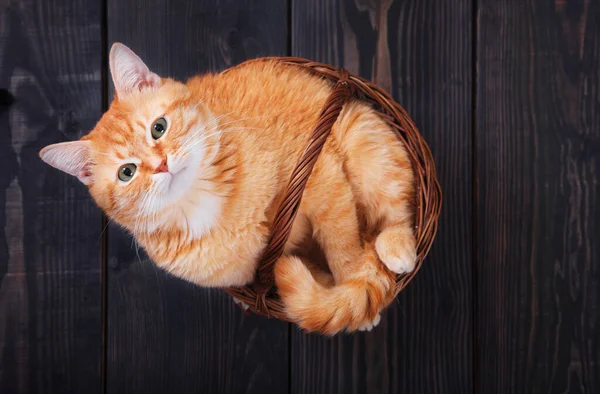 Czerwony kot domowy w koszyku na drewnianej podłodze. — Zdjęcie stockowe