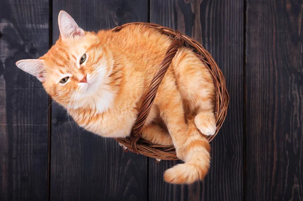 Czerwony kot domowy w koszyku na drewnianej podłodze. — Zdjęcie stockowe
