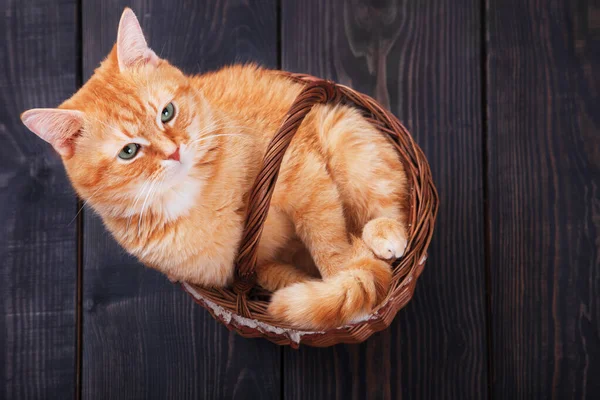 Rood huiskat in een mand op een houten vloer. — Stockfoto