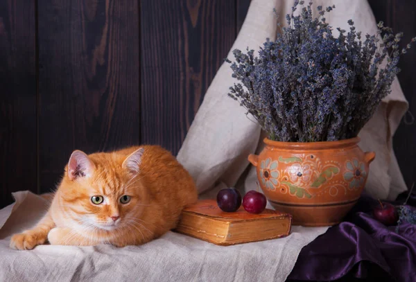 Masada bir kitap ve bir demet lavantanın yanında yatan kedi.. — Stok fotoğraf