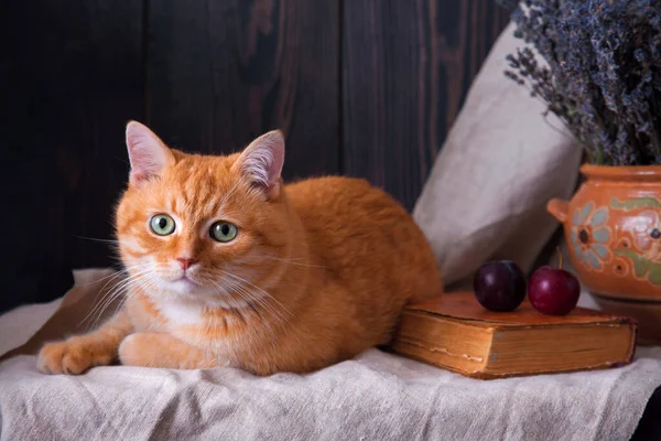 Gatto sdraiato su un tavolo vicino a un libro e un mazzo di lavanda . — Foto Stock