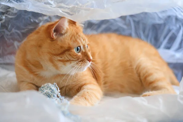 Kedi plastik bir torba içindeki bir iplik yumağıyla oynanır.. — Stok fotoğraf