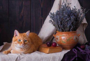 Masada bir kitap ve bir demet lavantanın yanında yatan kedi..